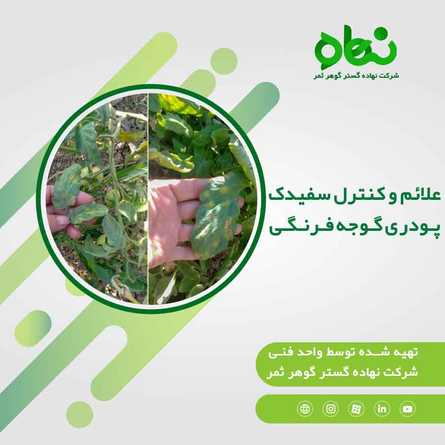 علائم و کنترل سفیدک پودری گوجه فرنگی